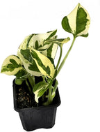 Josh's Frogs Epipremnum aureum Pothos (N Joy)