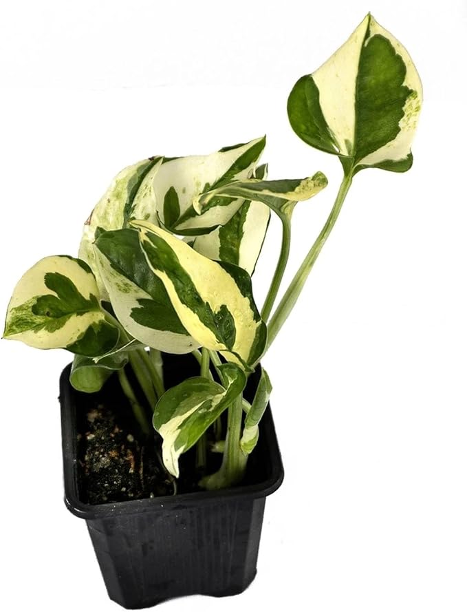 Josh's Frogs Epipremnum aureum Pothos (N Joy)
