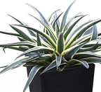 Mangave 'Snow Leopard', 1.5" Plug - Live Succulent Plant, Agave Like Rosette, Low Maintenance Indoor Outdoor Plant for Home Garden Decor, Beginner-Friendly Live Plants