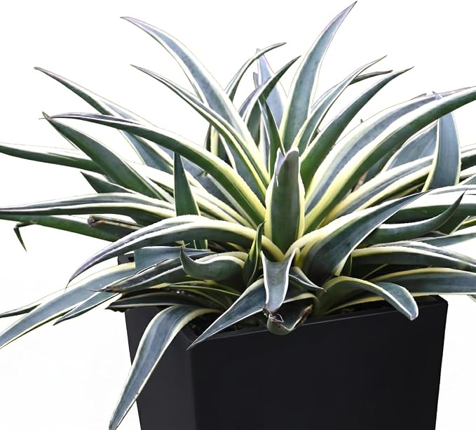 Mangave 'Snow Leopard', 1.5" Plug - Live Succulent Plant, Agave Like Rosette, Low Maintenance Indoor Outdoor Plant for Home Garden Decor, Beginner-Friendly Live Plants