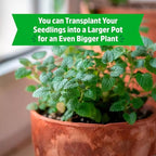 Wellness Grow Kit: Lemon Balm