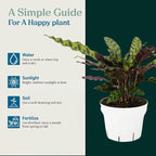 Rattlesnake Calathea Live Plant - Air Purifier, Colorful House Plant, Ideal for Home Decor - Calathea Rattlesnake for Indoor Plants, Calathea Lancifolia Prayer Plant (Large Calathea Rattlesnake)