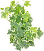 Golden English Ivy - Hedera Helix Kolibri (3" Grower Pot) - Eye-catching, Air-Purifying, Easy to Grow Houseplant - Best Trailing Houseplant for Home and Office Decoration