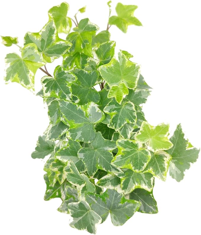 Golden English Ivy - Hedera Helix Kolibri (3" Grower Pot) - Eye-catching, Air-Purifying, Easy to Grow Houseplant - Best Trailing Houseplant for Home and Office Decoration