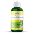 GARDENWISE Organic Premium Seaweed Fertilizer for All Bonsai - Liquid Kelp Plant Food - Nutrient-Rich Liquid Plant Food & Soil Enhancer for Growth Control (16 OZ)