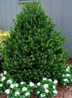 RedCrocus Steeds' Japanese Holly Ilex crenata Evergreen Shrub, Perfect for Hedges & Borders, Low Maintenance, Pet Safe, Container & Landscape Use 2' h 3 Gallon