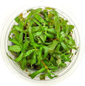 SubstrateSource Live Plant - Ammannia Gracillis Tissue Culture Aquatic Live Aquarium Plant - 100% Snail Free in Vitro Cup (Ammannia Gracillis)
