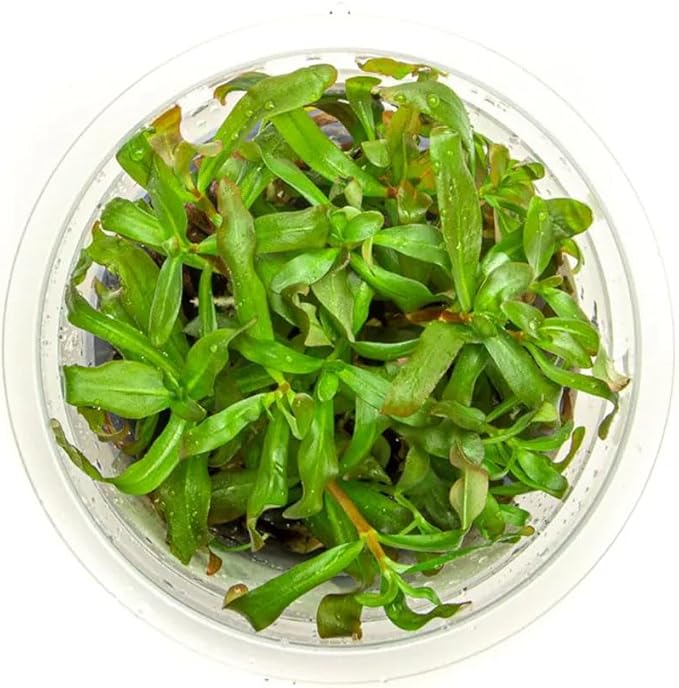 SubstrateSource Live Plant - Ammannia Gracillis Tissue Culture Aquatic Live Aquarium Plant - 100% Snail Free in Vitro Cup (Ammannia Gracillis)