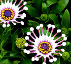 100 pcs Rare Daisy Flowers Seeds for Planting - Purple Daisy Seeds Non-GMO Perennial Garden Plants Seeds Outdoor Daisy Flower Home Garden