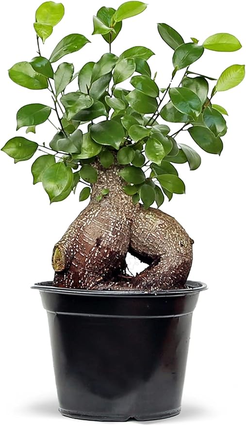 Live Ginseng Ficus, Ficus Retusa, Taiwan Ficus, Banyan Fig, Bonsai Houseplant, Birthday Gift, Housewarming Gift for The Home, Plant Lover Gift, Live Potted Houseplant in 6" Pot