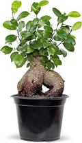 Live Ginseng Ficus, Ficus Retusa, Taiwan Ficus, Banyan Fig, Bonsai Houseplant, Birthday Gift, Housewarming Gift for The Home, Plant Lover Gift, Live Potted Houseplant in 6" Pot