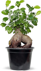 Live Ginseng Ficus, Ficus Retusa, Taiwan Ficus, Banyan Fig, Bonsai Houseplant, Birthday Gift, Housewarming Gift for The Home, Plant Lover Gift, Live Potted Houseplant in 6" Pot