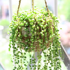 String of Pearls Live Plant, Rare Succulent Houseplant Indoor Home Decoration