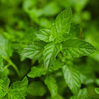 Bonnie Plants Peppermint Live Edible Aromatic Herb Plant - 4 Pack, Pet Friendly, Low Light, Part Shade