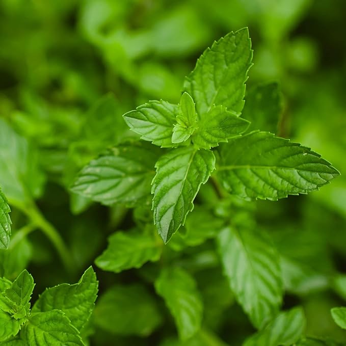 Bonnie Plants Peppermint Live Edible Aromatic Herb Plant - 4 Pack, Pet Friendly, Low Light, Part Shade