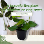 BubbleBlooms Heart Fern, Hemionitis arifolia, Heart Shaped Leaves, Tongue Fern in 2 inch Pot