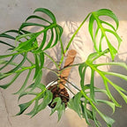 RedCrocus Monstera 'Burle Marx Flame' Indoor Plant- Unique Foliage, Bright Indirect Light, Pet Safe, Container Friendly, Perfect for Modern Decor 6" Pot