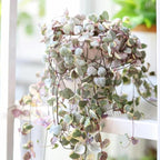 Ceropegia Woodii Variegated String of Hearts Plant Live, Rare Succulent Trailing Vine in Pot, Indoor Houseplant