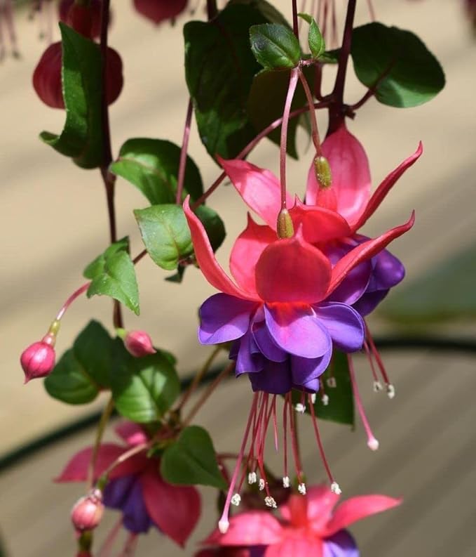 100 Pcs Fuchsia Flower Seeds Perennial Home Plant Bonsai