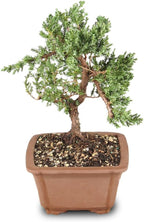 Brussel's Bonsai - Live Green Mound Juniper Bonsai Tree, Outdoor Bonsai Tree Live Plant, Medium Bonsai for Patio Garden Décor, Easy Care Evergreen Bonsai (Medium)