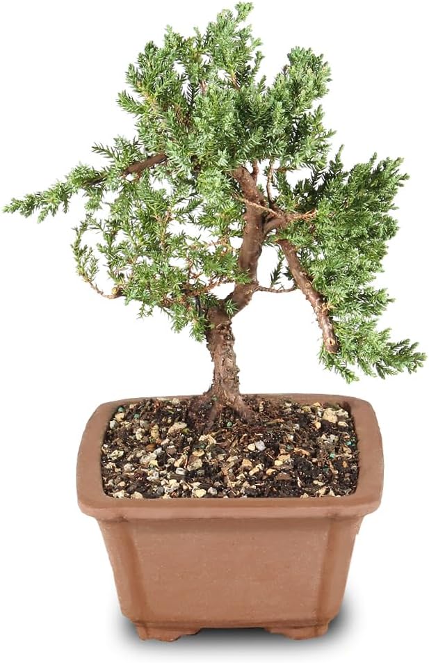 Brussel's Bonsai - Live Green Mound Juniper Bonsai Tree, Outdoor Bonsai Tree Live Plant, Medium Bonsai for Patio Garden Décor, Easy Care Evergreen Bonsai (Medium)