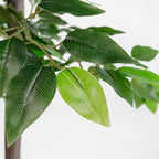 BLAINE | Ficus 39in | Decorative Artificial Plants | Large Artificial Plant | Artificial Plants for Indoor/Outdoor use | Realistic Decorative Artificial Plant for Home