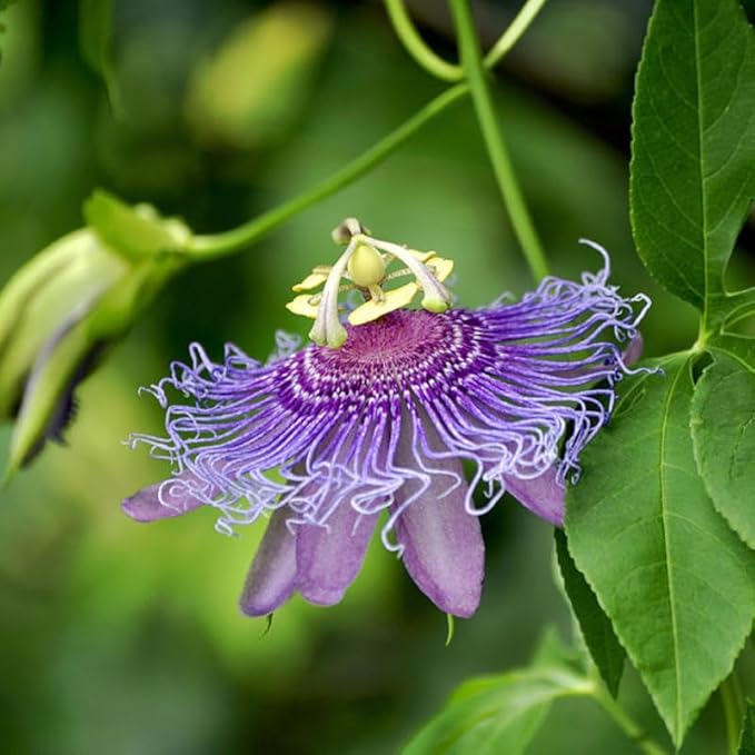 Light Lavender Passion Flower Plant Live, Passiflora Flowering Vine, Trailing Passion Flowers 4 to 8 Inch Tall