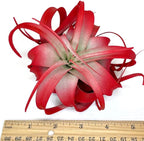 XL Xerographica Colored Air Plant, Live Tillandsia House Plant, Easy Care Indoor Outdoor, Great Gift, Healthy Arrival Guaranteed (Red)