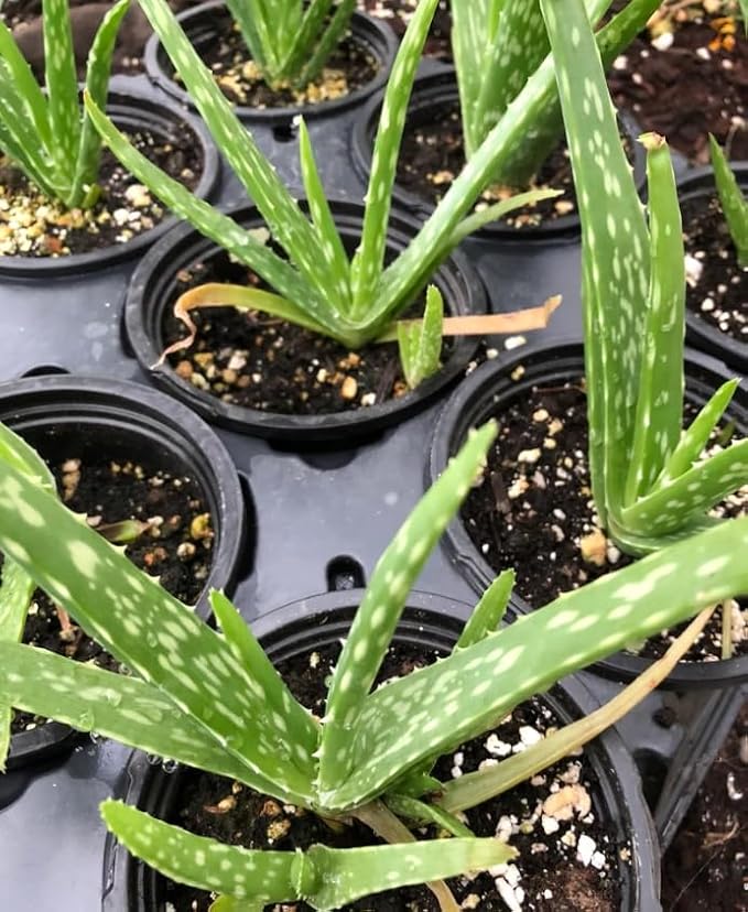 Generic Aloe Vera (Aloe Barbadensis) Live Plant, 4-Inch Pot BSBD, green