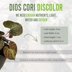 LEAL PLANTS ECUADOR Dios Cori Discolor (Pack of 2) Live Plants | Exotic Live House Plant | Green Live House Plants | Rare Indoor Plants | Dios Cori Heart Plant