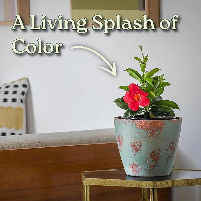 Coral Dipladenia Bush - Live Flower Plant - Tropical Plants of Florida - 14 inch Overall Height - 1 Gallon (Plant Only)