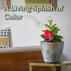 Coral Dipladenia Bush - Live Flower Plant - Tropical Plants of Florida - 14 inch Overall Height - 1 Gallon (Plant Only)
