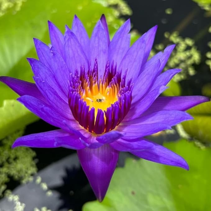 Mainam Mix Colorful Tropical Water Lily Tuber Live Aquarium Plant for Freshwater Fish Pond Balcony Buy 2 GET Fertilizer Free (Blue Nymphaea Emerald)