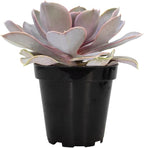 Altman Plants, Perle Von Echeveria Succulent Plants Live Succulents Plants Live with Pot, Live Indoor Plants Live Houseplants Live Indoor House Plants Indoors Live Plants Outdoor Plants Live Plant Pot