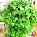 2 Green Swedish Ivy Plants Live for Planting, Plectranthus Swedish Ivy Herb Live Starter Plants, Swedish Ivy Mint Plant Hanging Basket Houseplant