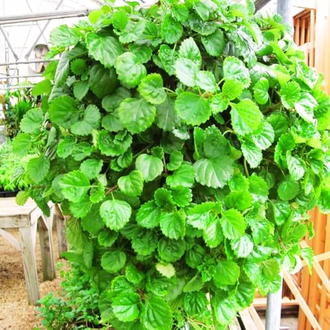 2 Green Swedish Ivy Plants Live for Planting, Plectranthus Swedish Ivy Herb Live Starter Plants, Swedish Ivy Mint Plant Hanging Basket Houseplant