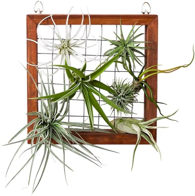 20 Tillandsia Air Plants, Live Succulents Indoor Plants, Assorted Airplants Variety for Decoration, Terrariums, and Office
