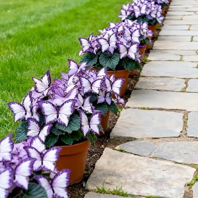 150 Butterfly Leaf Geranium Seeds for Planting, Rare Ornamental Foliage Flower Seeds, Perennial Garden Plants for Indoor and Outdoor Landscaping, Decorative Potted Flower Seeds