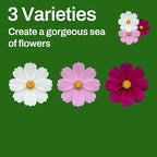 LUOJIBIE Cosmos Seeds, 8500+ Mixed Colors Cosmos Seeds for 2026, High Germination Non-GMO Cosmos Flower Seeds for Planting, Wildflower Seeds for Planting Indoor Outdoor, Open Pollinated