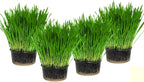 Seeds Cat Grass Complex Vitamin Non GMO Heirloom 600 Seeds