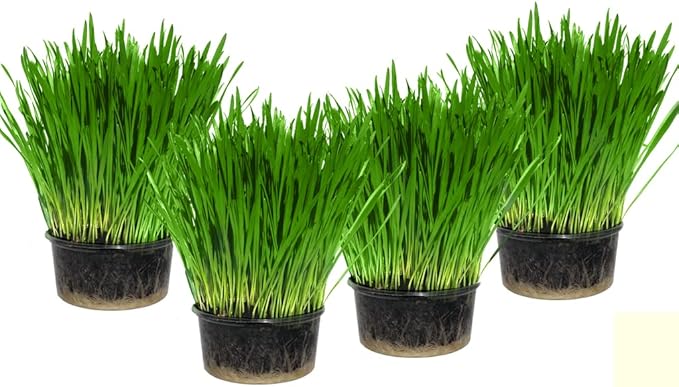 Seeds Cat Grass Complex Vitamin Non GMO Heirloom 600 Seeds