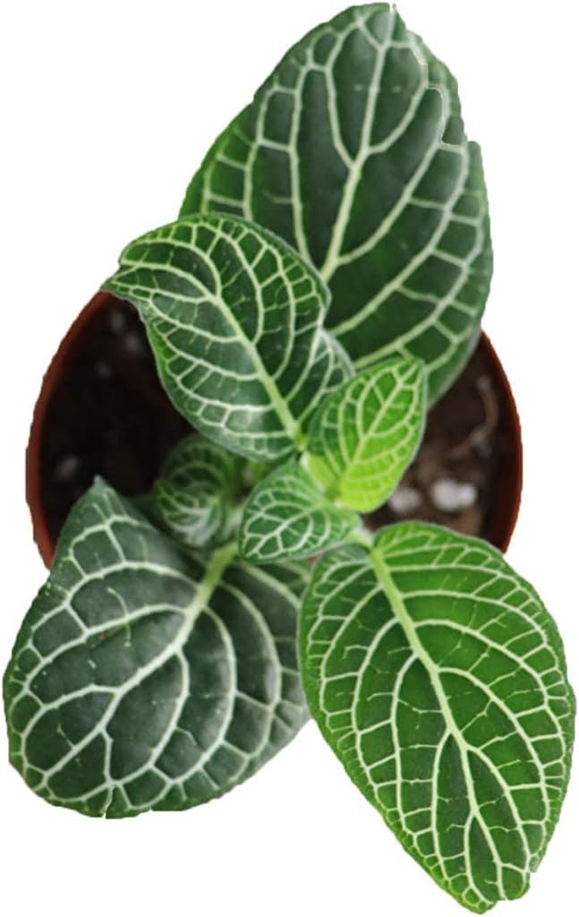 White Nerve Fittonia - 2.5" from California Tropicals