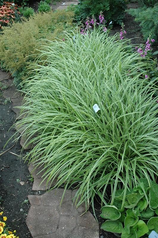 RedCrocus Ice Dance' Sedge Grass, Carex morrowii 'Ice Dance', Variegated Ground Cover, Shade Plant, Container Friendly, Deer Resistant, Pet Safe, Evergreen 1 Gallon (Pack of 2)
