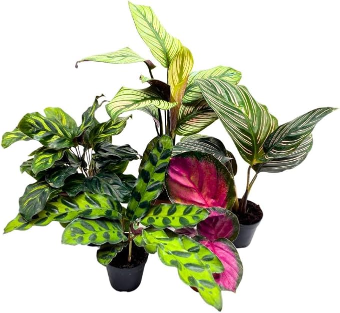 BubbleBlooms Calathea Assortment Set, 2 inch pots, 5 Different Prayer Plants, pet Friendly Indoor Low Light
