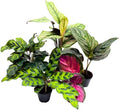 BubbleBlooms Calathea Assortment Set, 2 inch pots, 5 Different Prayer Plants, pet Friendly Indoor Low Light