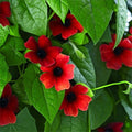 Thunbergia Red Vine Live Plants, 2 Pack