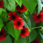 Thunbergia Red Vine Live Plants, 2 Pack