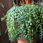 String of Turtles Plant Live, Rare Succulent Trailing Vine in Pot, Indoor Houseplant