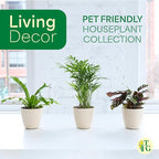 Thorsen's Greenhouse Live Pet Safe Houseplants (3 Pack), Easy to Grow, Pet Friendly & Non-Toxic, Grower's Choice Bundle, 4-inch Diameter Established Plants, Lavender Ruffled Pot (3-Pack)
