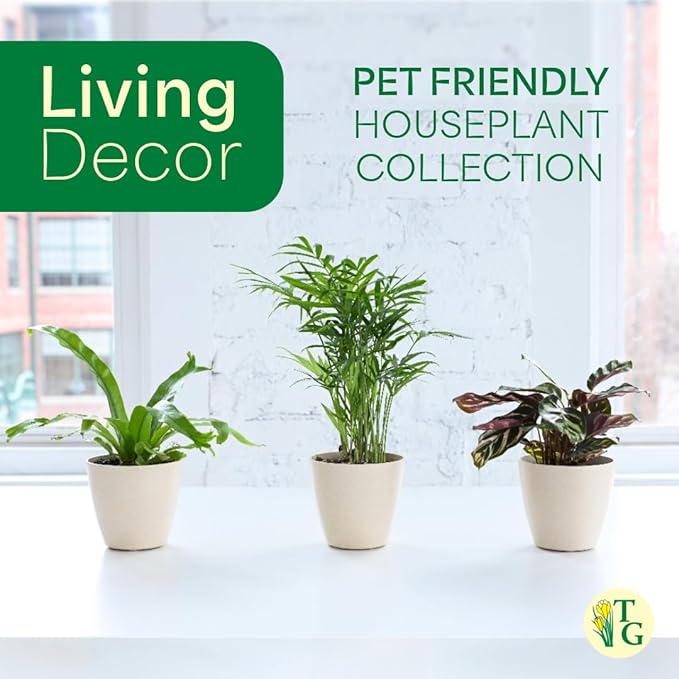 Thorsen's Greenhouse Live Pet Safe Houseplants (3 Pack), Easy to Grow, Pet Friendly & Non-Toxic, Grower's Choice Bundle, 4-inch Diameter Established Plants, Sage Ruffled Pot (3-Pack)